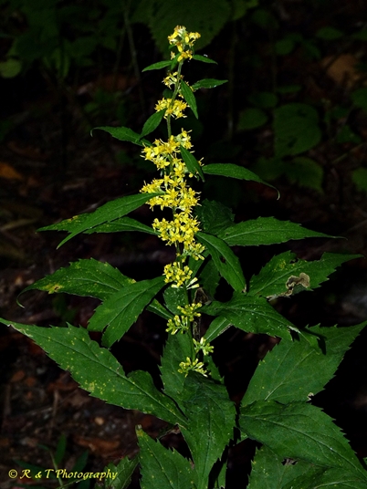 {Solidago curtisii}